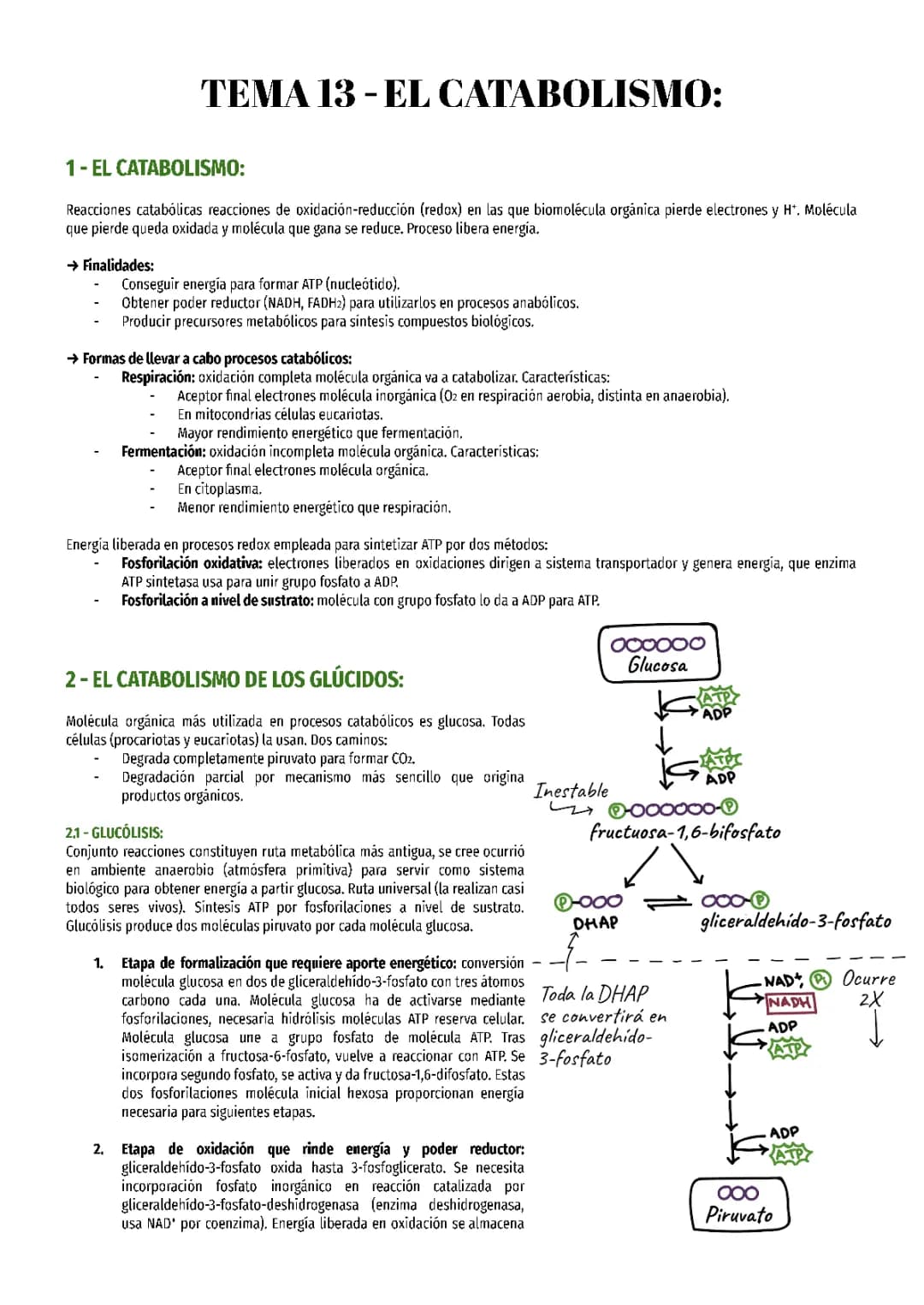 Tema 13 Biología