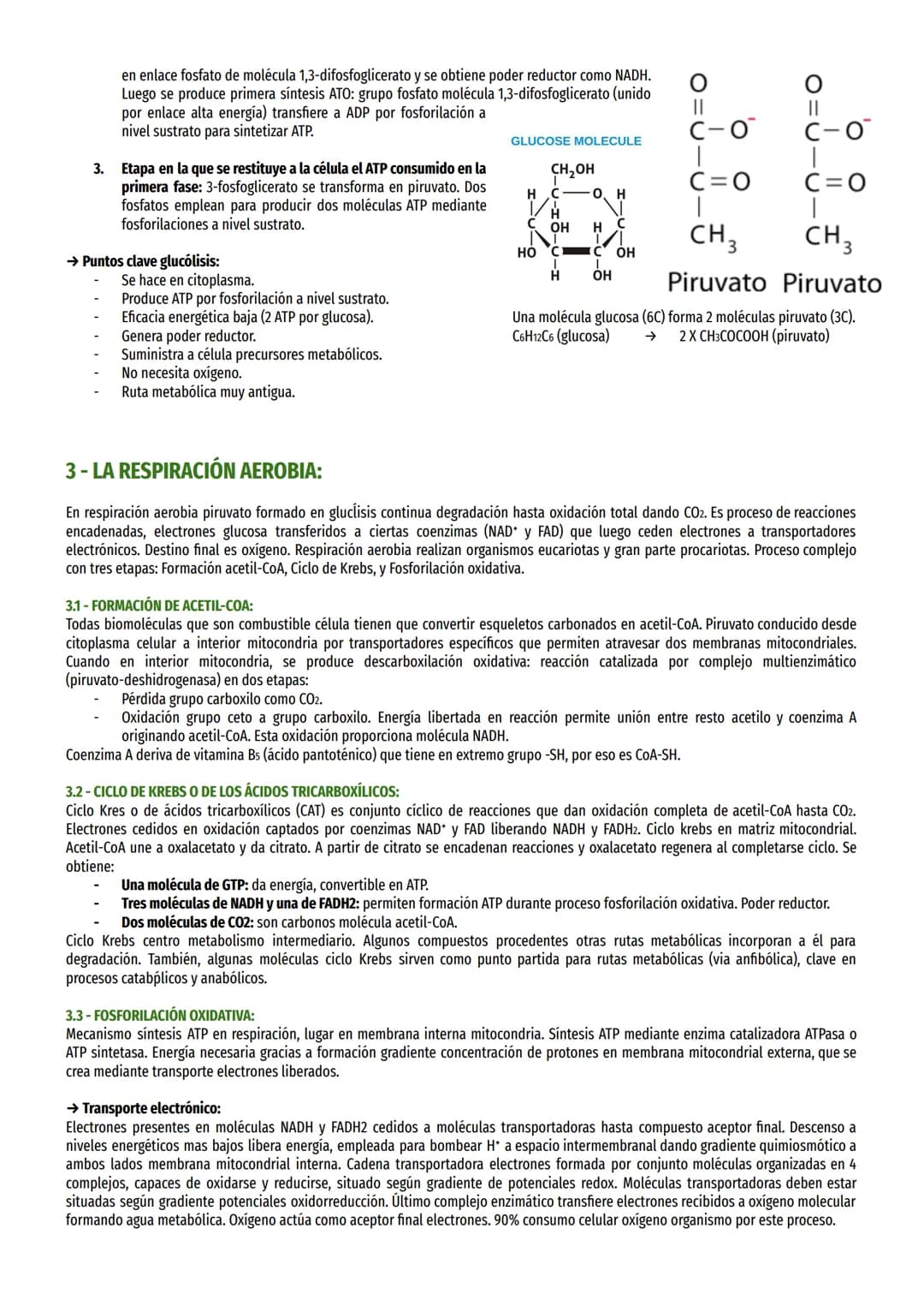 TEMA 13-EL CATABOLISMO:
1- EL CATABOLISMO:
Reacciones catabólicas reacciones de oxidación-reducción (redox) en las que biomolécula orgánica 