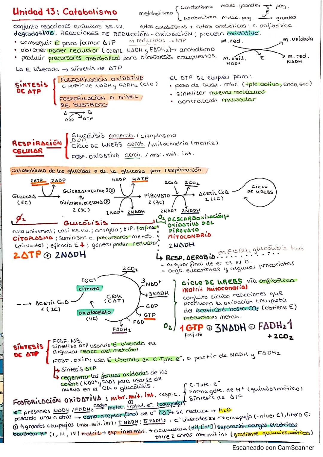 Unidad 13: Introducción al Catabolismo
