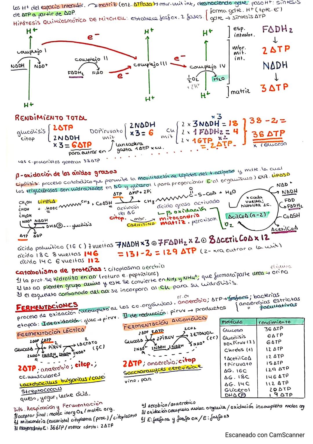 Unidad 13: Catabolismo
conjunto reacciones quimicas ss. vv.
degradativas. REACCIONES DE REDUCCION - OXIDACIÓN; proceso oxidativo.
m.reducida