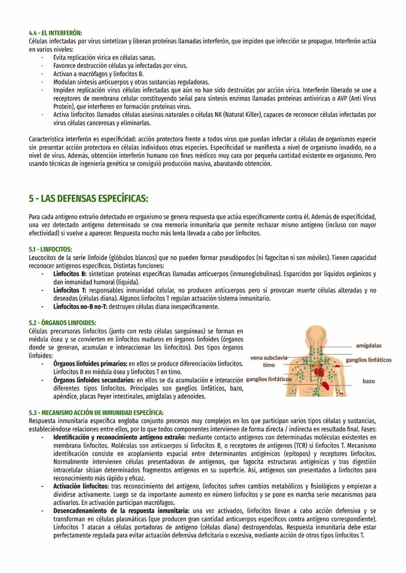 TEMA 23-EL SISTEMA INMUNITARIO:
1- ANTÍGENOS:
Antígenos son moléculas ajenas a organismo que son reconocidas como tales y desencadenan respu