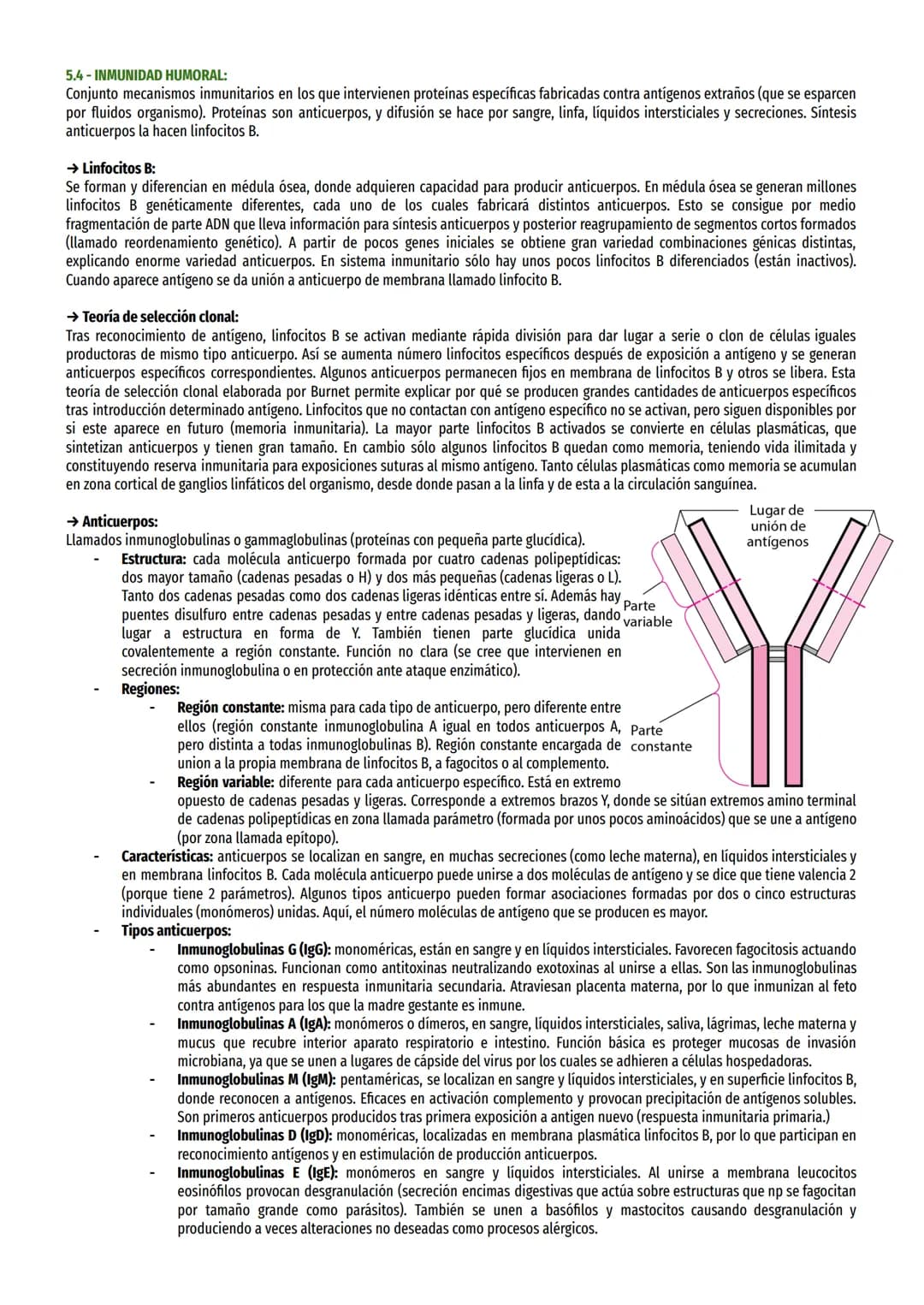 TEMA 23-EL SISTEMA INMUNITARIO:
1- ANTÍGENOS:
Antígenos son moléculas ajenas a organismo que son reconocidas como tales y desencadenan respu