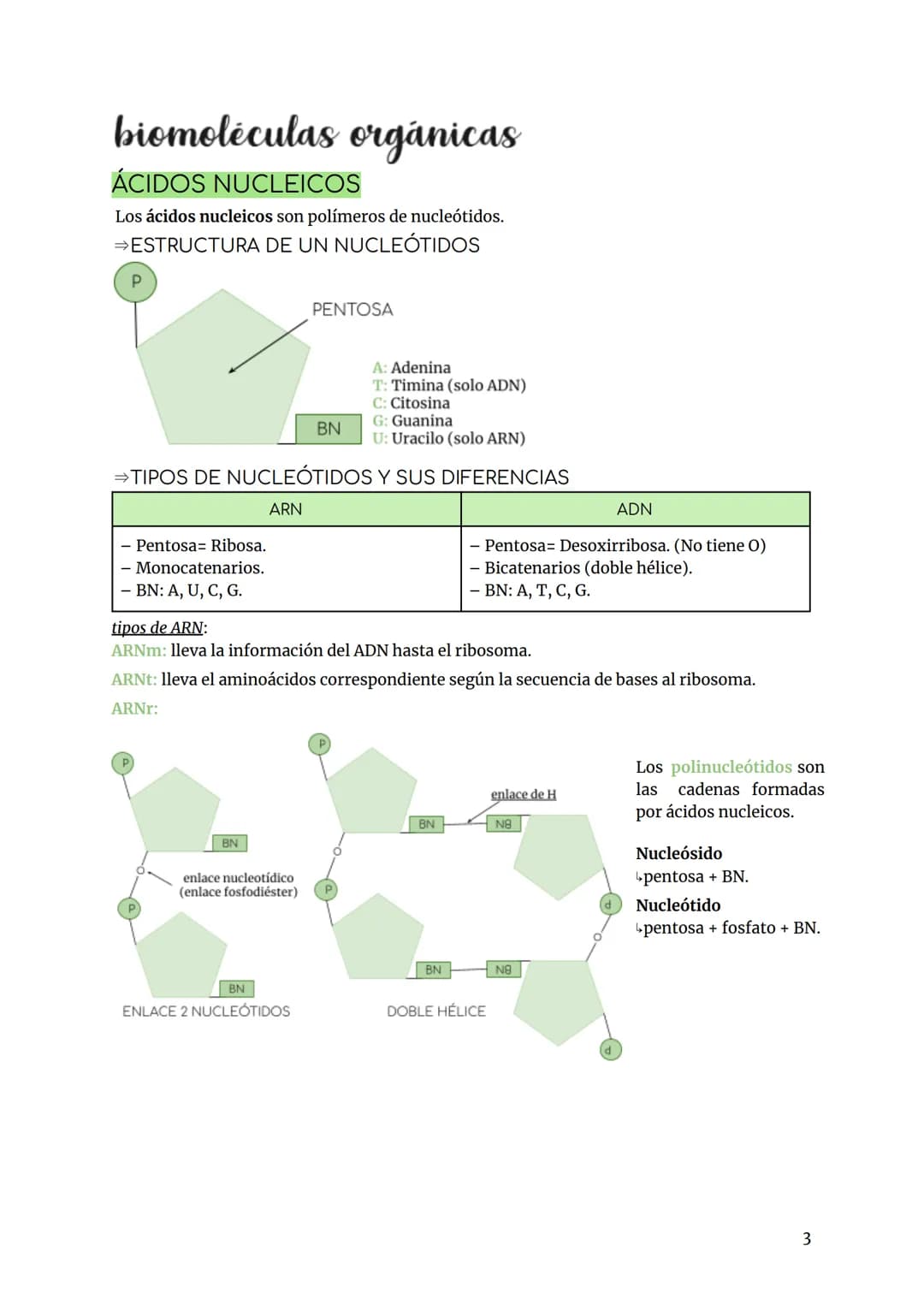 BIOLOGÍA Y GEOLOGÍA TEMA 2
INTRODUCCIÓN
Los bioelementos son aquellos elementos que forman parte de los seres vivos.
Primarios (98%) más abu
