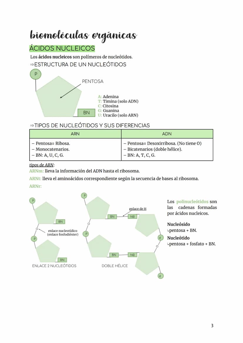 BIOLOGÍA Y GEOLOGÍA TEMA 2
INTRODUCCIÓN
Los bioelementos son aquellos elementos que forman parte de los seres vivos.
Primarios (98%) más abu