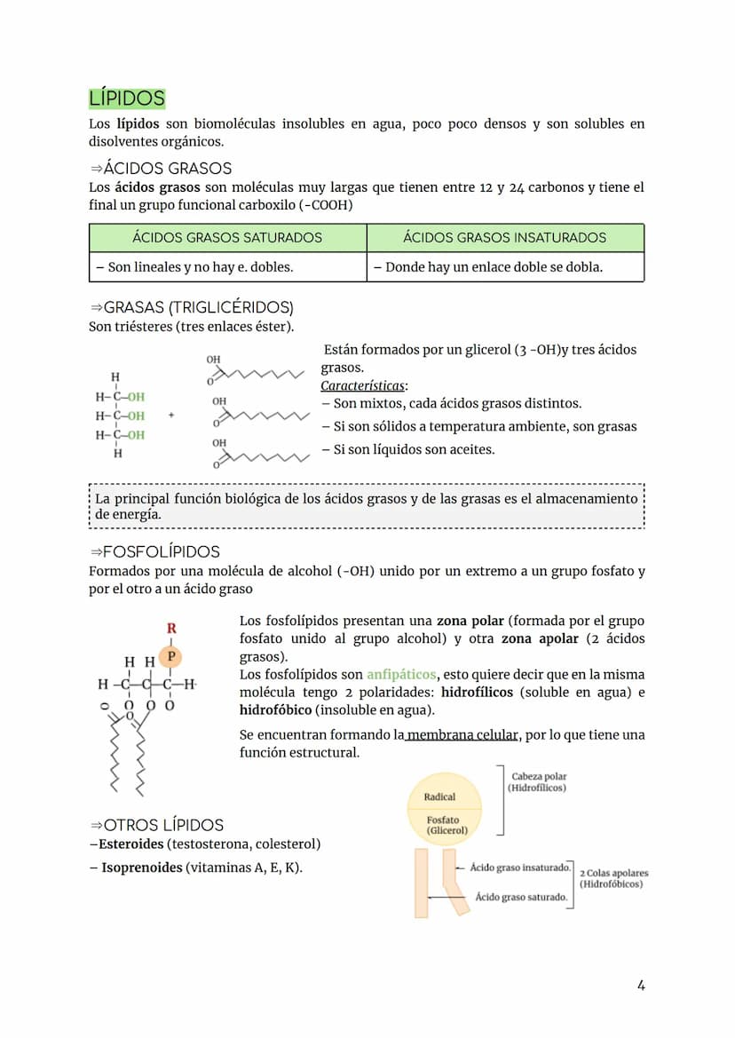 BIOLOGÍA Y GEOLOGÍA TEMA 2
INTRODUCCIÓN
Los bioelementos son aquellos elementos que forman parte de los seres vivos.
Primarios (98%) más abu