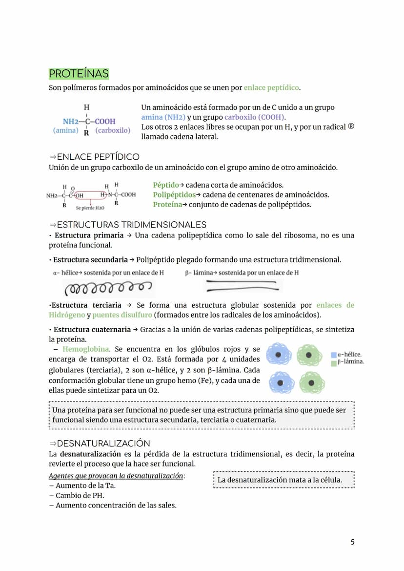 BIOLOGÍA Y GEOLOGÍA TEMA 2
INTRODUCCIÓN
Los bioelementos son aquellos elementos que forman parte de los seres vivos.
Primarios (98%) más abu