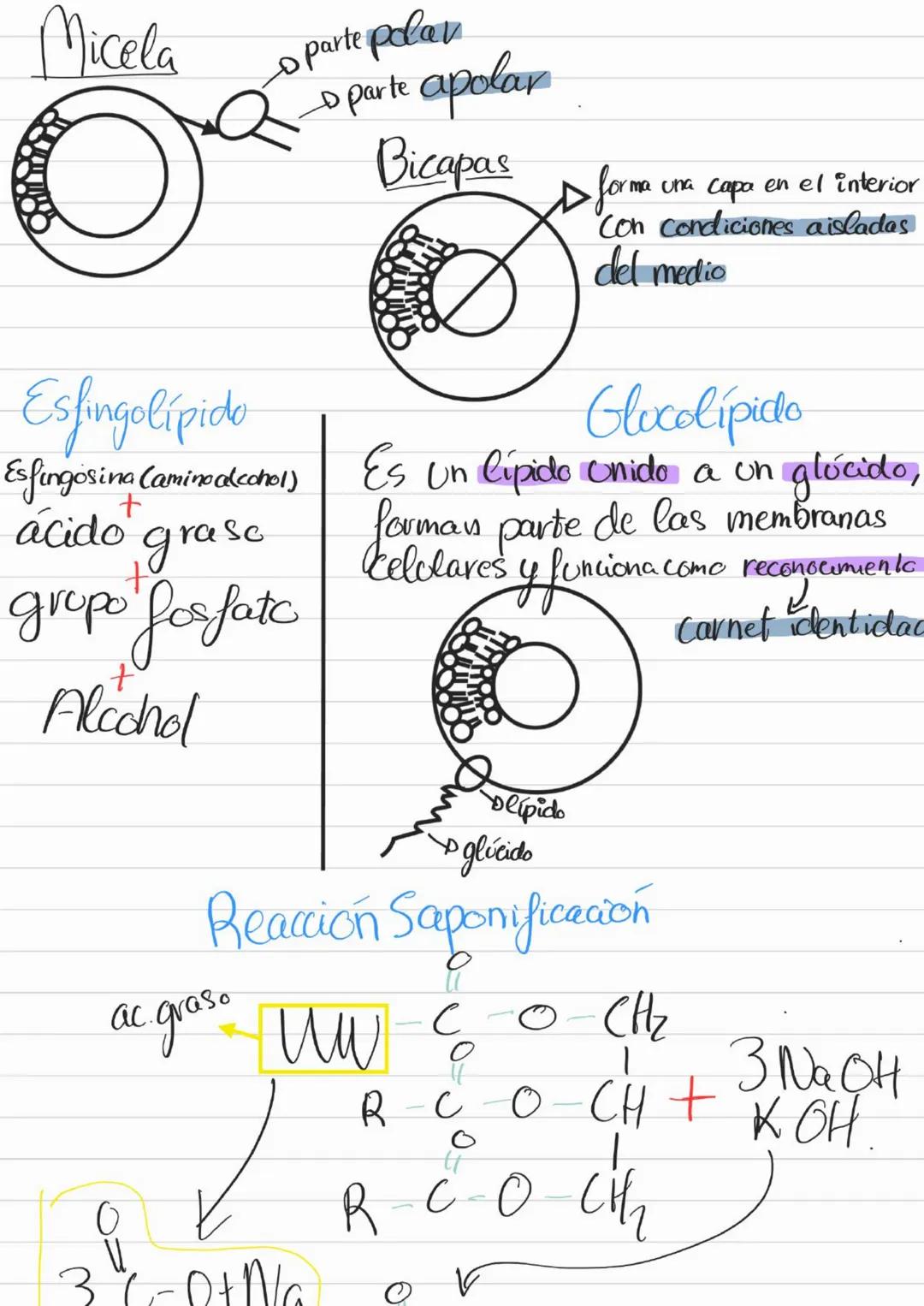 Bioelementos
Eotes ĐH, CON S961
4D 2=S-D Na, K, Cl₂ Ca +3'97.
to oligoelementos ofe, Co.004%
Base molecular
Vida
- Bigmelécolas
Inorgánicas
