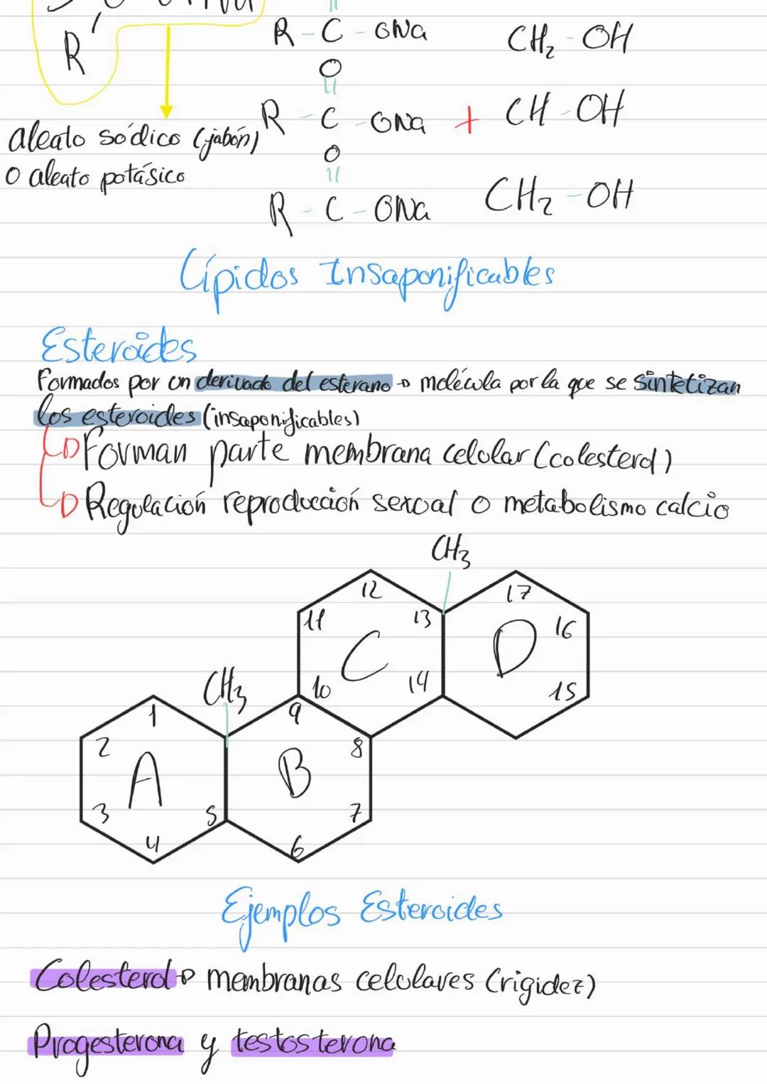 Bioelementos
Eotes ĐH, CON S961
4D 2=S-D Na, K, Cl₂ Ca +3'97.
to oligoelementos ofe, Co.004%
Base molecular
Vida
- Bigmelécolas
Inorgánicas
