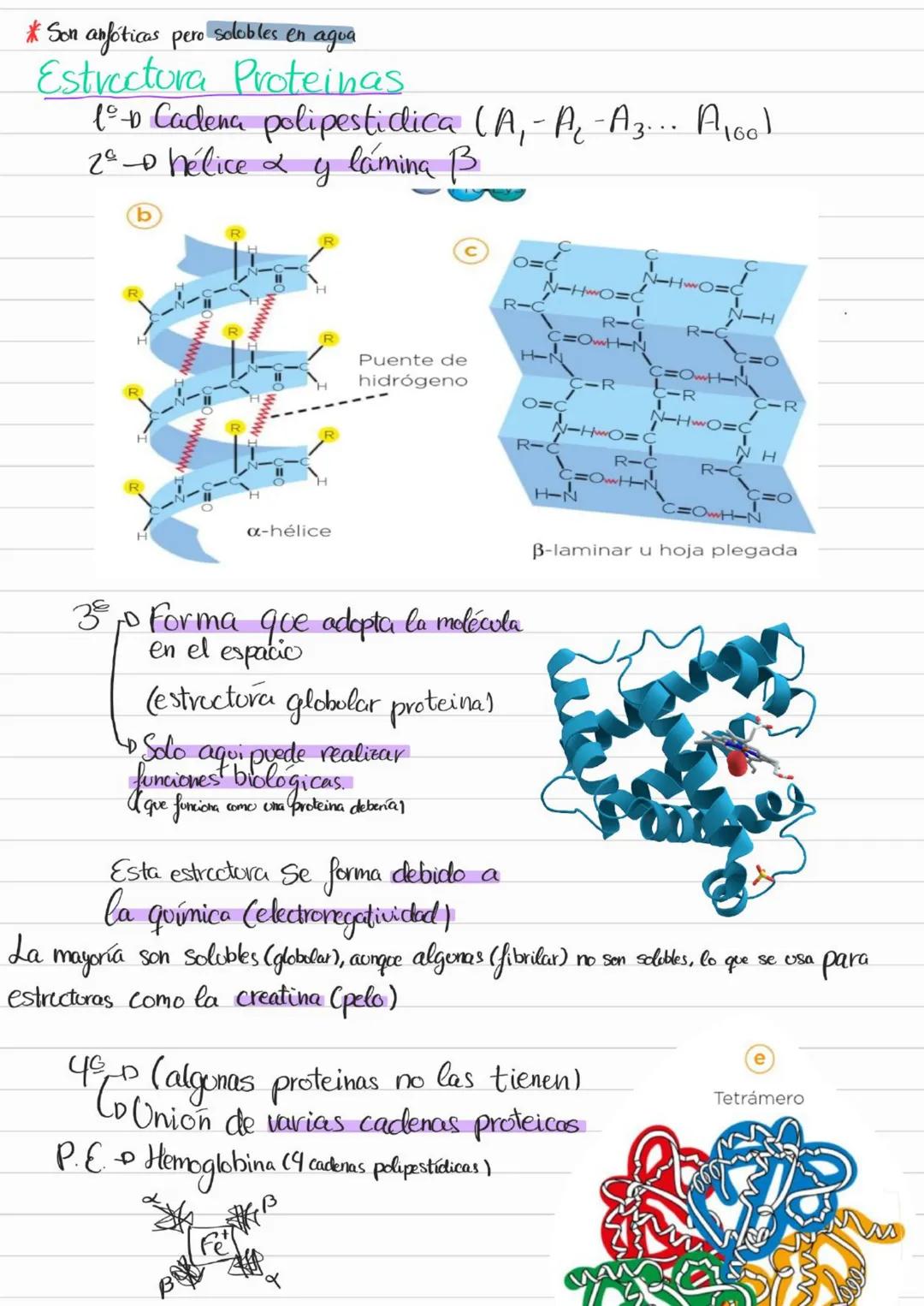 Bioelementos
Eotes ĐH, CON S961
4D 2=S-D Na, K, Cl₂ Ca +3'97.
to oligoelementos ofe, Co.004%
Base molecular
Vida
- Bigmelécolas
Inorgánicas
