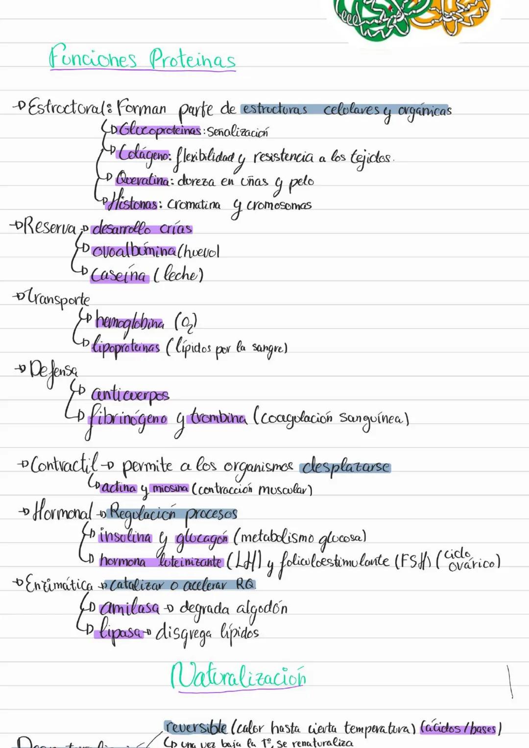 Bioelementos
Eotes ĐH, CON S961
4D 2=S-D Na, K, Cl₂ Ca +3'97.
to oligoelementos ofe, Co.004%
Base molecular
Vida
- Bigmelécolas
Inorgánicas
