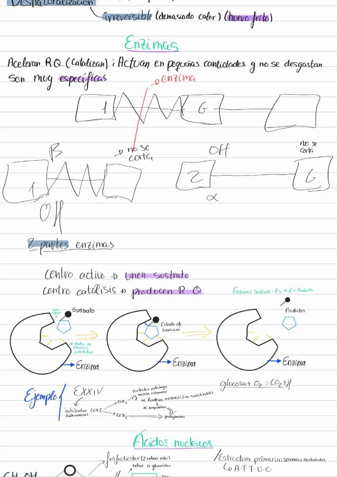 Bioelementos
Eotes ĐH, CON S961
4D 2=S-D Na, K, Cl₂ Ca +3'97.
to oligoelementos ofe, Co.004%
Base molecular
Vida
- Bigmelécolas
Inorgánicas
