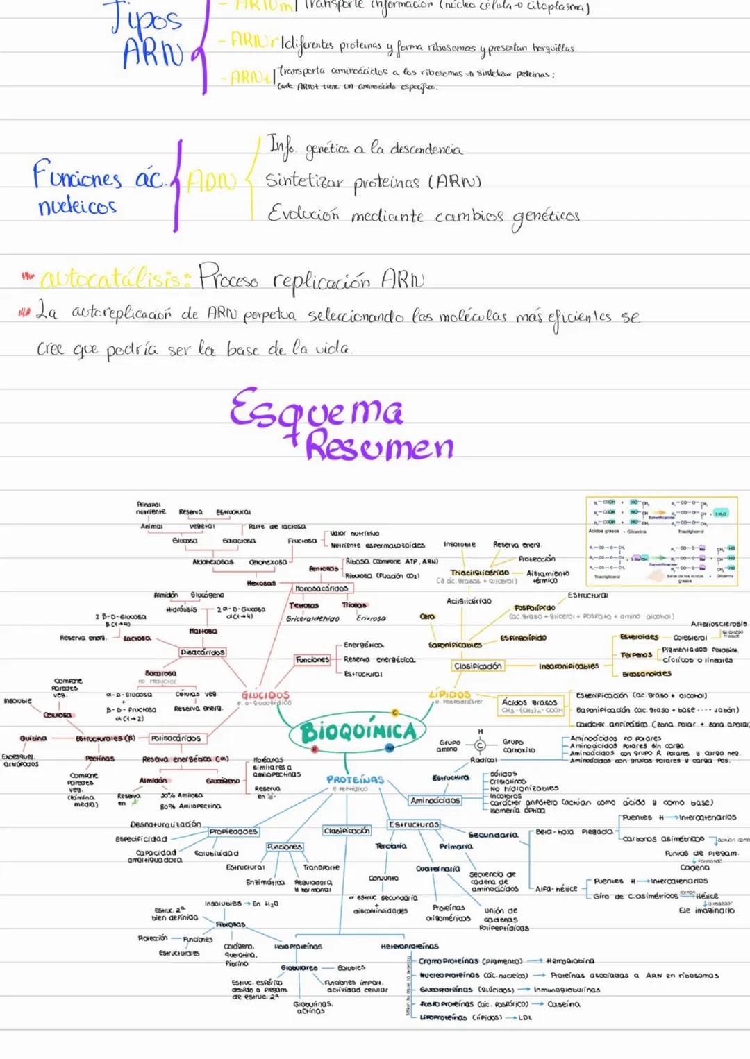 Bioelementos
Eotes ĐH, CON S961
4D 2=S-D Na, K, Cl₂ Ca +3'97.
to oligoelementos ofe, Co.004%
Base molecular
Vida
- Bigmelécolas
Inorgánicas
