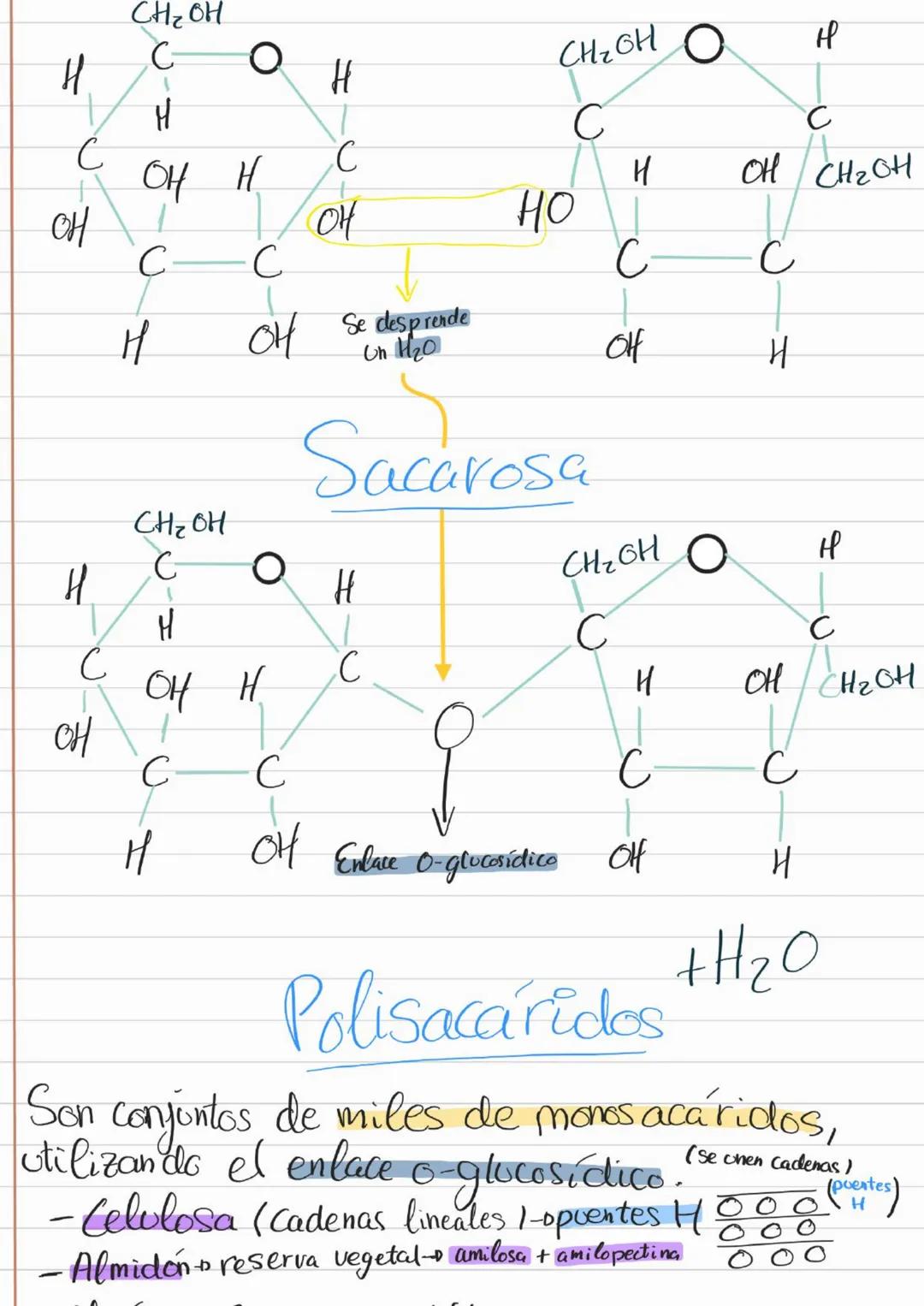 Bioelementos
Eotes ĐH, CON S961
4D 2=S-D Na, K, Cl₂ Ca +3'97.
to oligoelementos ofe, Co.004%
Base molecular
Vida
- Bigmelécolas
Inorgánicas
