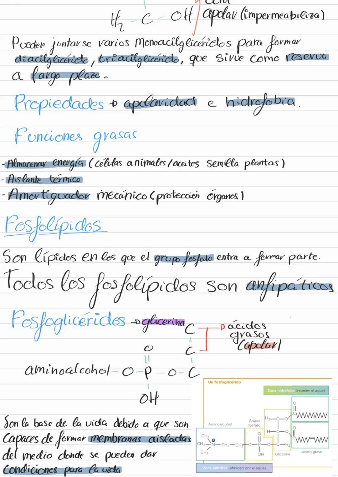 Bioelementos
Eotes ĐH, CON S961
4D 2=S-D Na, K, Cl₂ Ca +3'97.
to oligoelementos ofe, Co.004%
Base molecular
Vida
- Bigmelécolas
Inorgánicas
