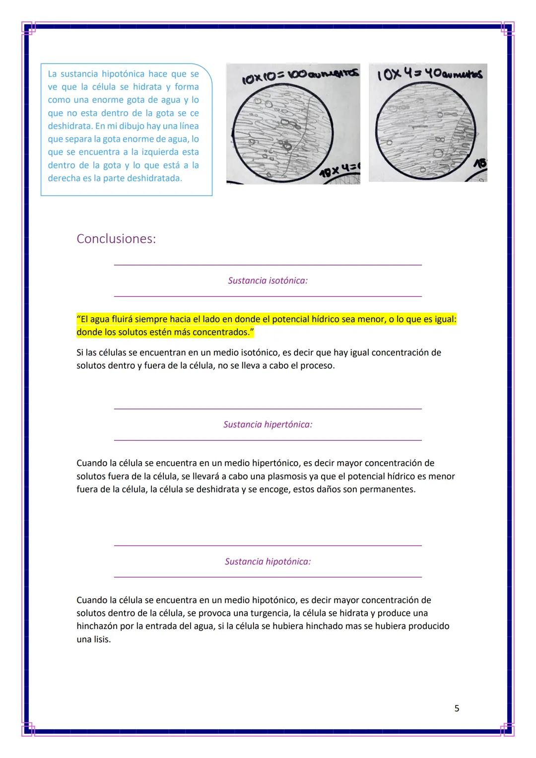 Ampliación de biología
OBJETIVOS:
●
Ósmosis
Informe Nº2
Observar los efectos producidos por la ósmosis en la epidermis de la cebolla.
Visual