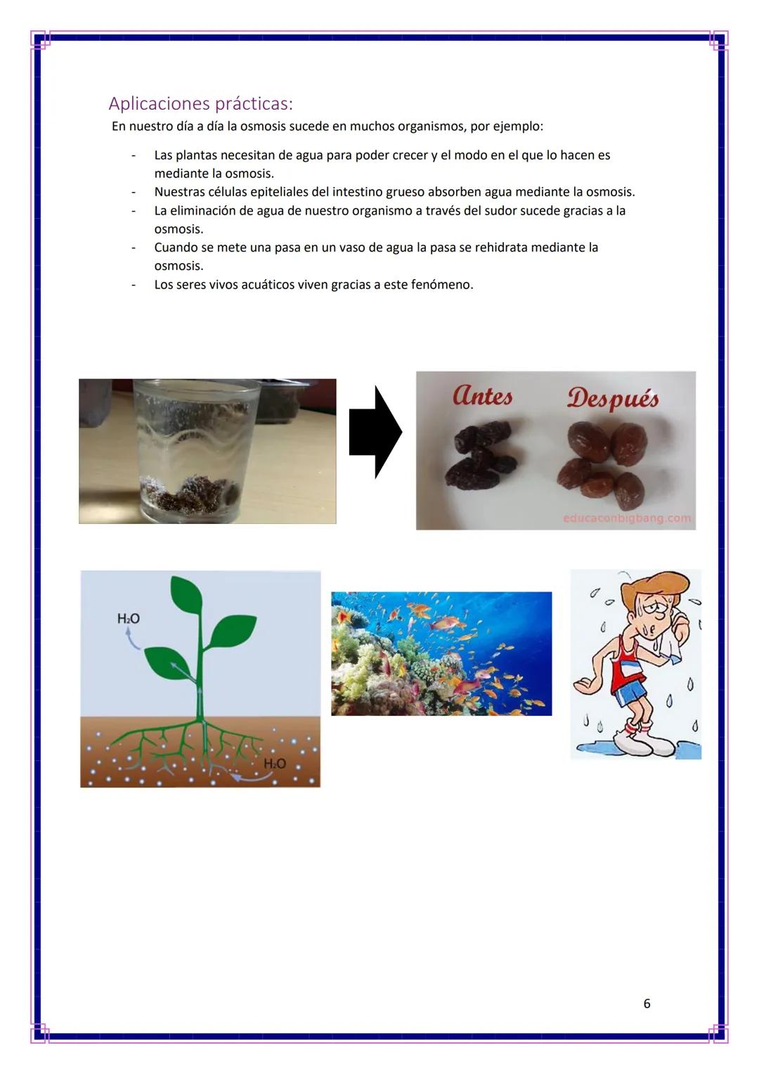 Ampliación de biología
OBJETIVOS:
●
Ósmosis
Informe Nº2
Observar los efectos producidos por la ósmosis en la epidermis de la cebolla.
Visual