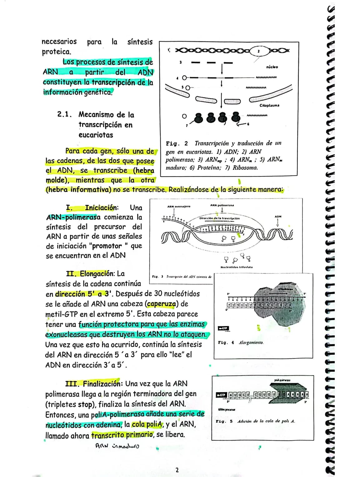 # TEMA 7. GENÉTICA MOLECULAR I.

1. GENÉTICA MOLECULAR
2. NATURALEZA DEL MATERIAL GENÉTICO
2.1. Concepto clásico y molecular de gen
3. DOGMA