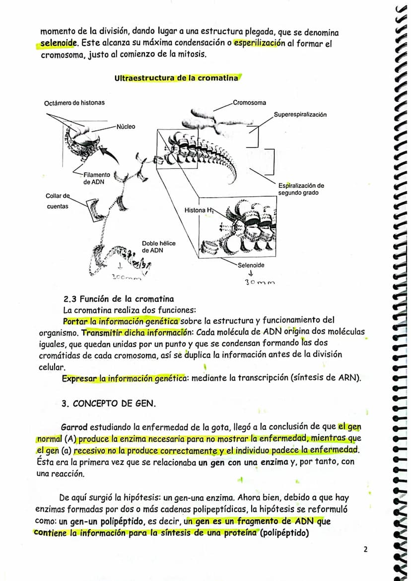 # TEMA 7. GENÉTICA MOLECULAR I.

1. GENÉTICA MOLECULAR
2. NATURALEZA DEL MATERIAL GENÉTICO
2.1. Concepto clásico y molecular de gen
3. DOGMA