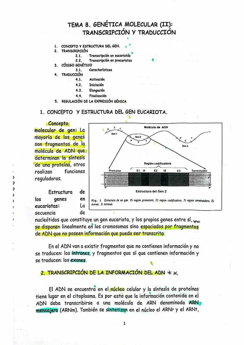 # TEMA 7. GENÉTICA MOLECULAR I.

1. GENÉTICA MOLECULAR
2. NATURALEZA DEL MATERIAL GENÉTICO
2.1. Concepto clásico y molecular de gen
3. DOGMA