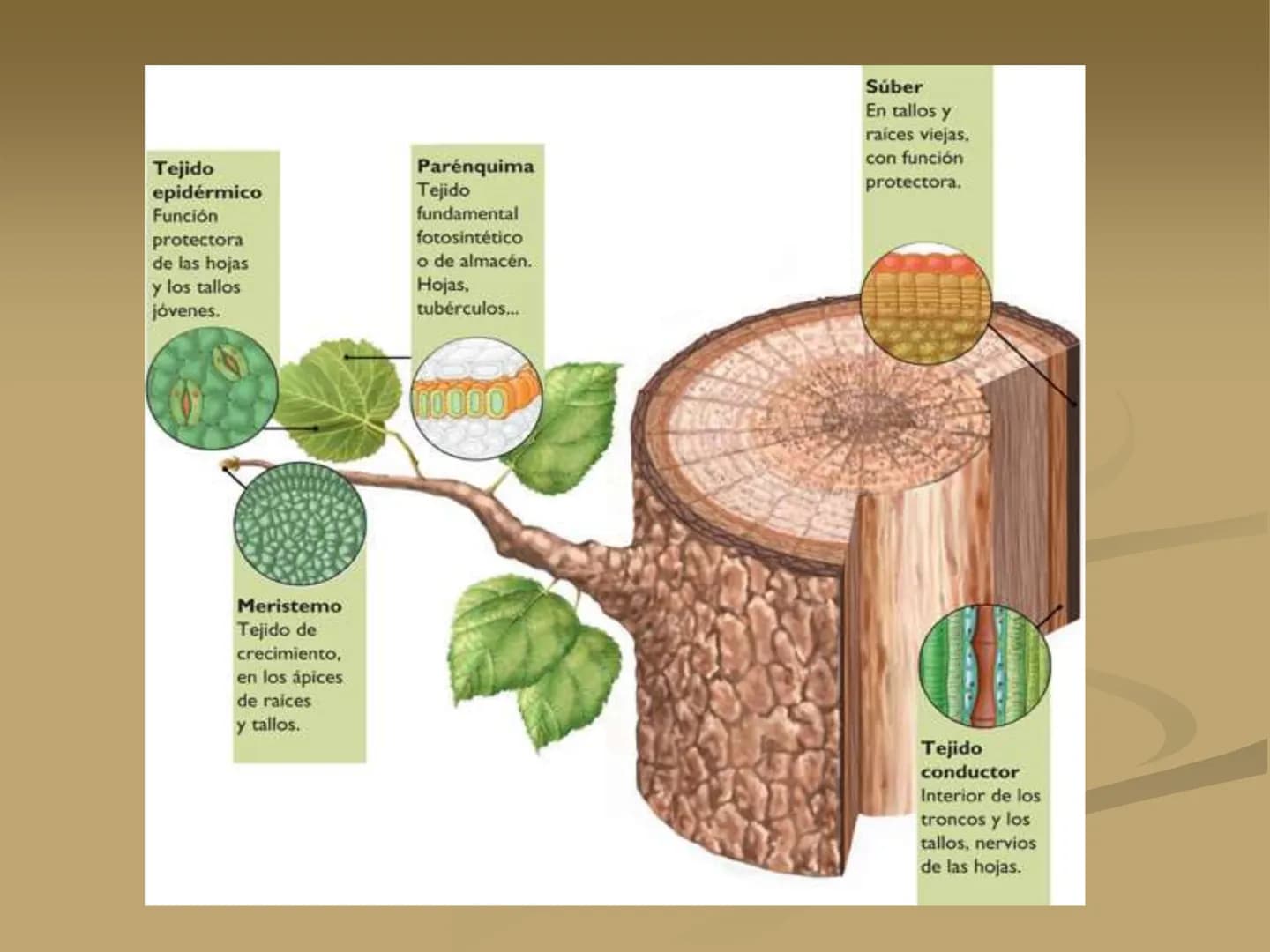 LOS TEJIDOS
VEGETALES TEJIDOS VEGETALES
En los vegetales existen dos tipos de tejidos: los
meristemáticos o embrionarios y los definitivos
o