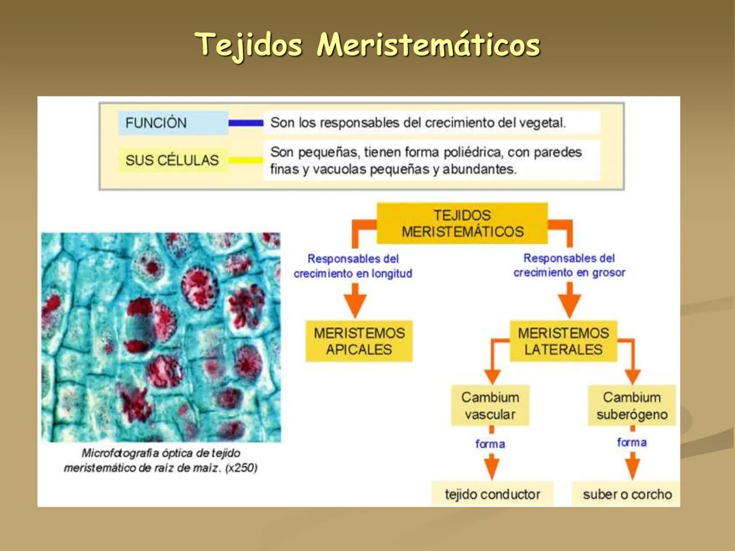 LOS TEJIDOS
VEGETALES TEJIDOS VEGETALES
En los vegetales existen dos tipos de tejidos: los
meristemáticos o embrionarios y los definitivos
o