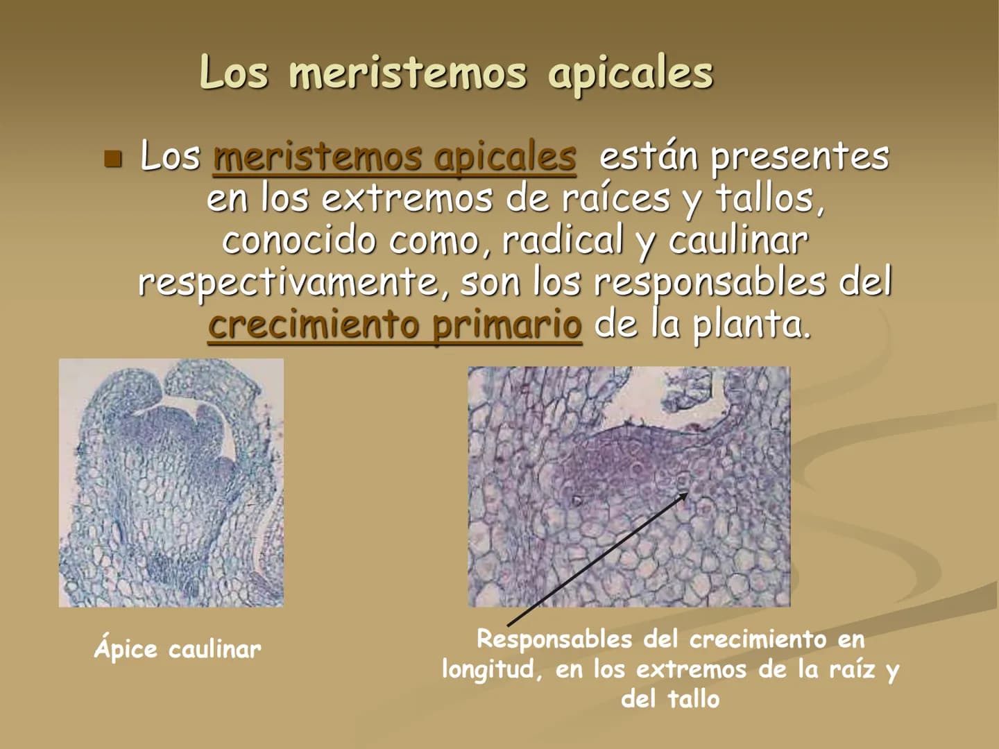 LOS TEJIDOS
VEGETALES TEJIDOS VEGETALES
En los vegetales existen dos tipos de tejidos: los
meristemáticos o embrionarios y los definitivos
o