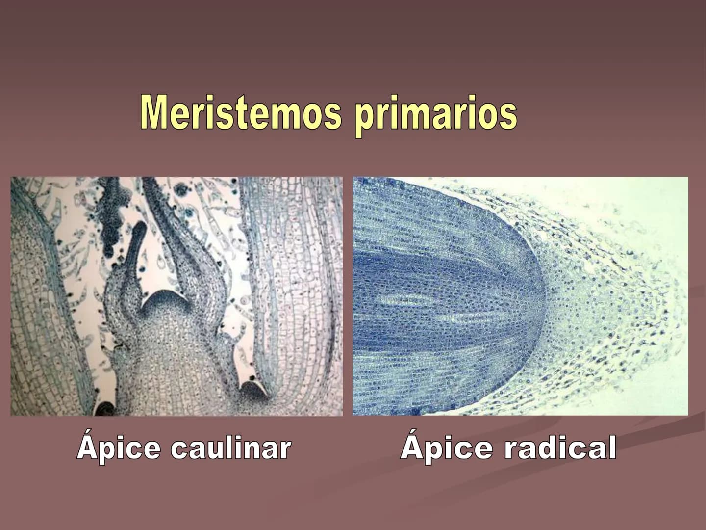 LOS TEJIDOS
VEGETALES TEJIDOS VEGETALES
En los vegetales existen dos tipos de tejidos: los
meristemáticos o embrionarios y los definitivos
o