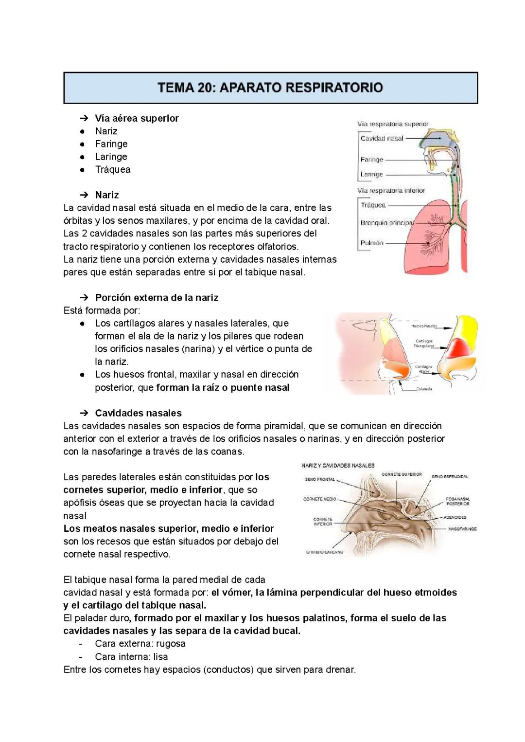 Guía de Estudio del Sistema Respiratorio