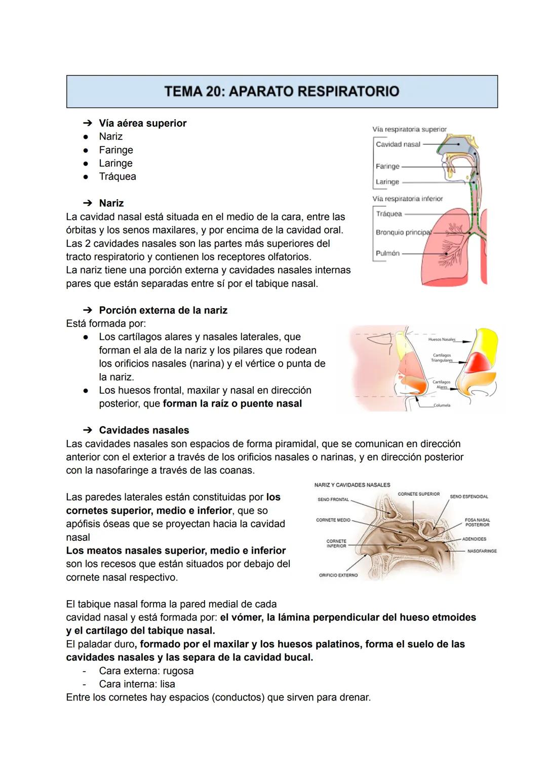 TEMA 20: APARATO RESPIRATORIO
→ Vía aérea superior
●
Nariz
Faringe
• Laringe
Tráquea
→ Nariz
La cavidad nasal está situada en el medio de la