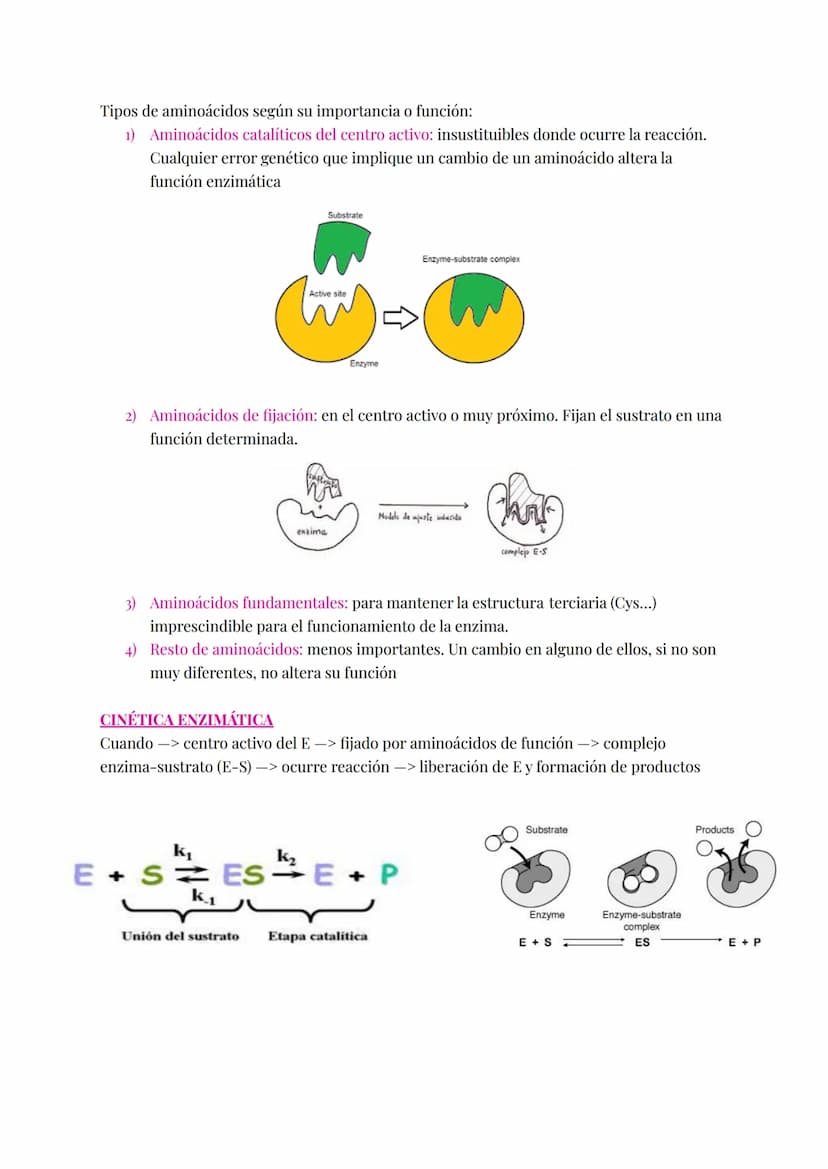 Proteínas catalizan las reacciones del metabolismo disminuyendo E activamente (energía
necesaria para que la reacción comience).
Enzimas:
Si