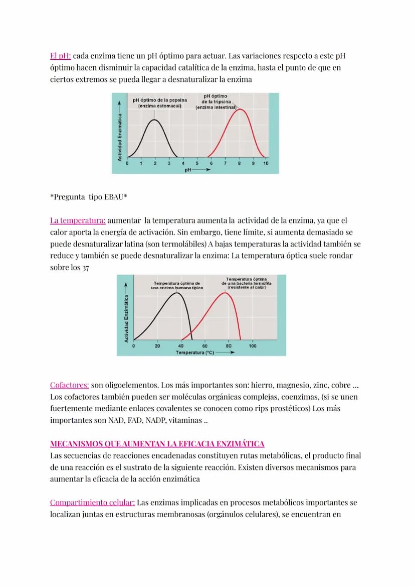 Proteínas catalizan las reacciones del metabolismo disminuyendo E activamente (energía
necesaria para que la reacción comience).
Enzimas:
Si