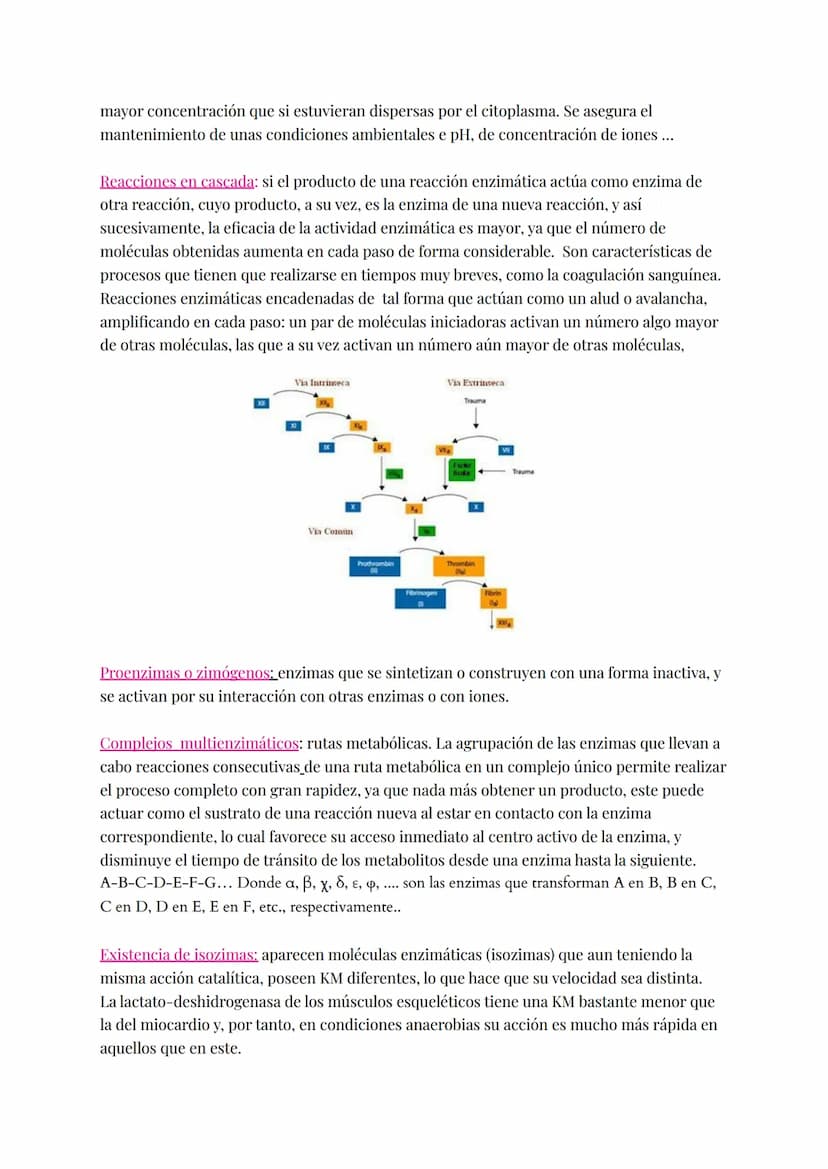 Proteínas catalizan las reacciones del metabolismo disminuyendo E activamente (energía
necesaria para que la reacción comience).
Enzimas:
Si