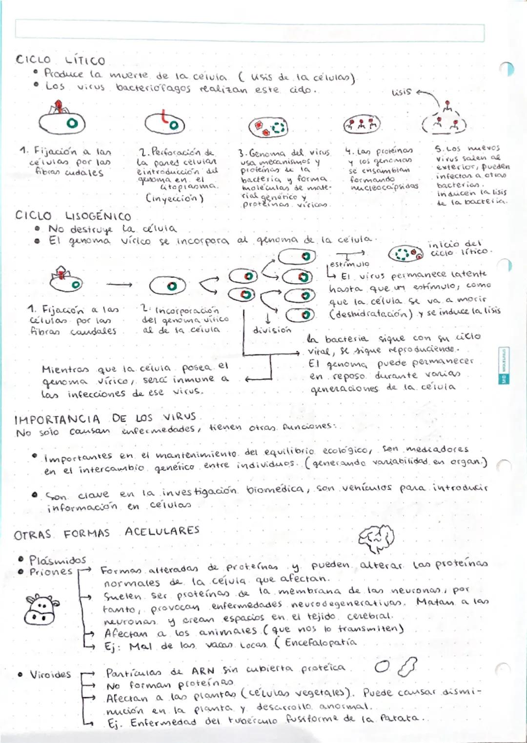 LOS MICROORGANISMOS
Son seres vivos de tamaño microscopico Cada celuia microbiana puede,
por sí misma, realizar funciones vitales (crecer, r
