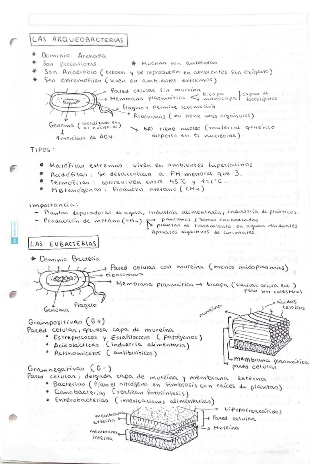 LOS MICROORGANISMOS
Son seres vivos de tamaño microscopico Cada celuia microbiana puede,
por sí misma, realizar funciones vitales (crecer, r