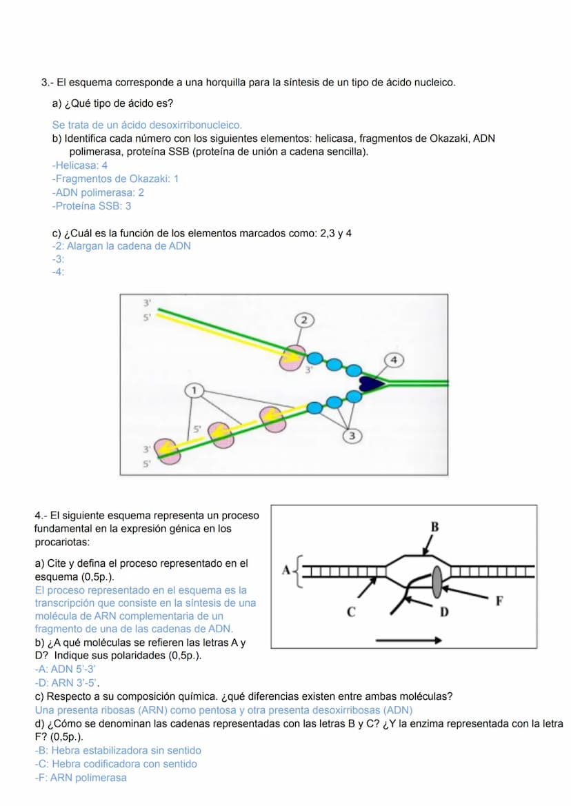 1.-
2º BACHILLERATO BIOLOGÍA 3ª EVALUACIÓN UNIDAD 15.- GENÉTICA MOLECULAR
2.-
3ªEVALUACIÓN
UNIDAD 15: ACTIVIDADES DE GENÉTICA MOLECULAR
Obse