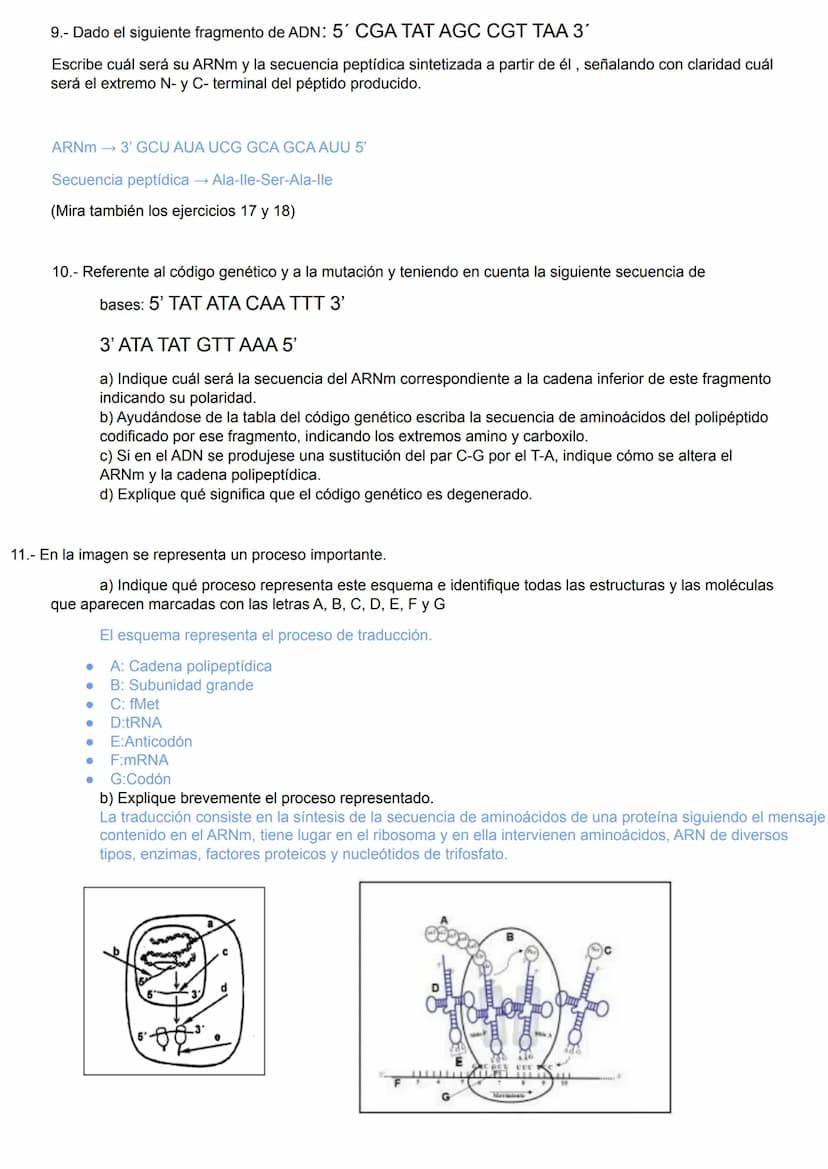 1.-
2º BACHILLERATO BIOLOGÍA 3ª EVALUACIÓN UNIDAD 15.- GENÉTICA MOLECULAR
2.-
3ªEVALUACIÓN
UNIDAD 15: ACTIVIDADES DE GENÉTICA MOLECULAR
Obse