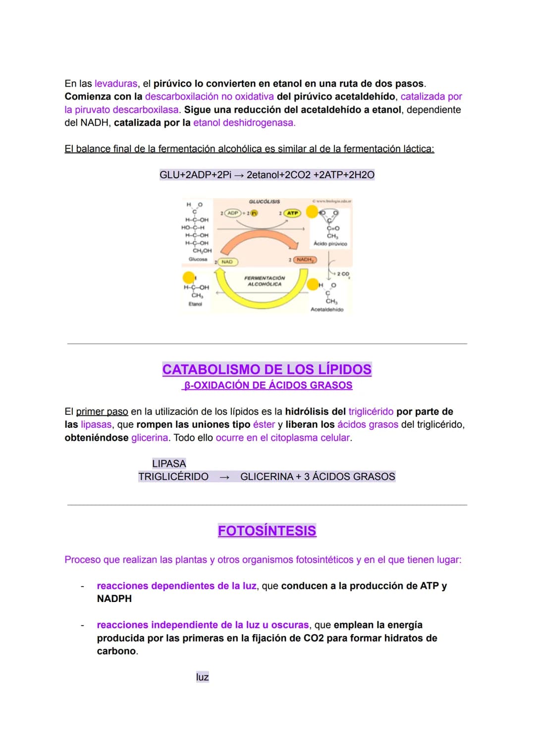 INTRODUCCIÓN AL METABOLISMO: CATABOLISMO Y
ANABOLISMO
Metabolismo
C
El metabolismo celular comprende todas las transformaciones químicas que