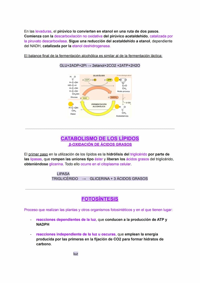 INTRODUCCIÓN AL METABOLISMO: CATABOLISMO Y
ANABOLISMO
Metabolismo
C
El metabolismo celular comprende todas las transformaciones químicas que