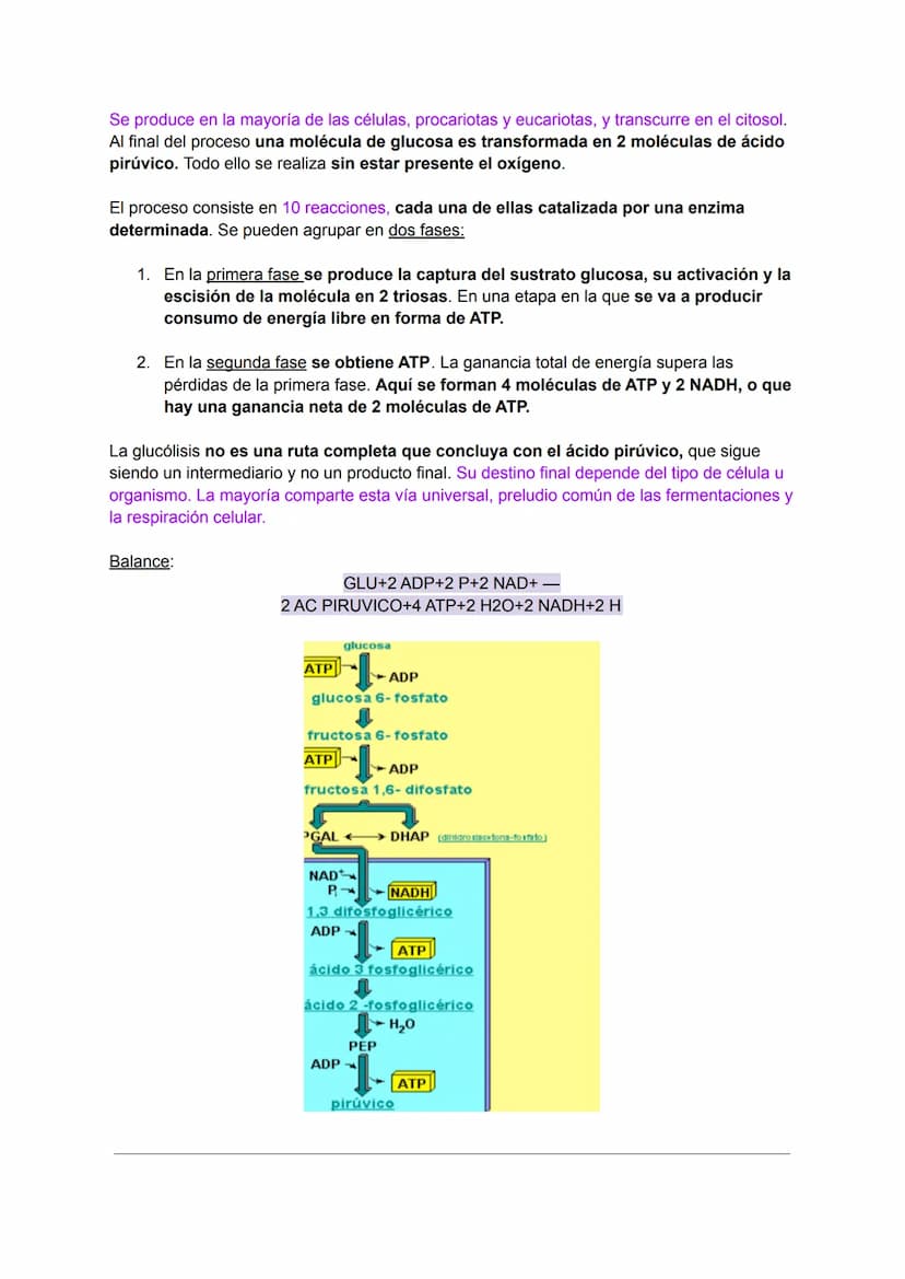 INTRODUCCIÓN AL METABOLISMO: CATABOLISMO Y
ANABOLISMO
Metabolismo
C
El metabolismo celular comprende todas las transformaciones químicas que