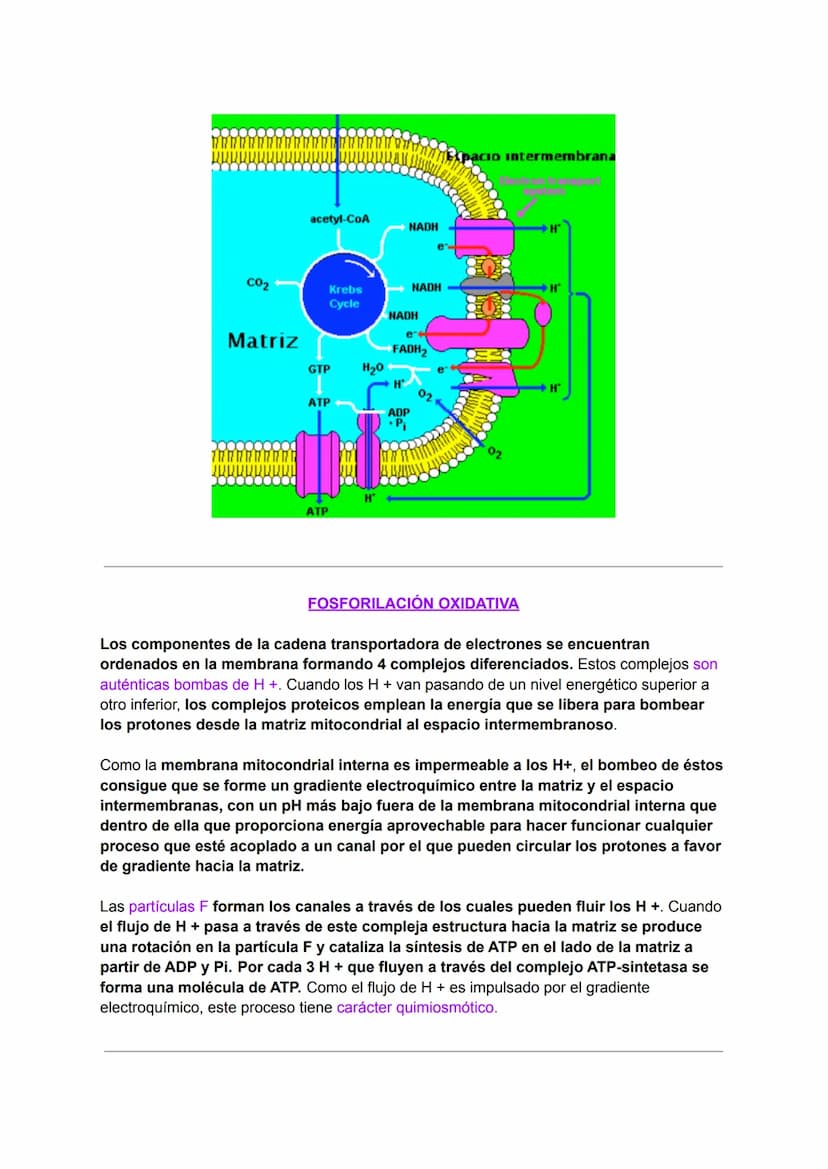INTRODUCCIÓN AL METABOLISMO: CATABOLISMO Y
ANABOLISMO
Metabolismo
C
El metabolismo celular comprende todas las transformaciones químicas que