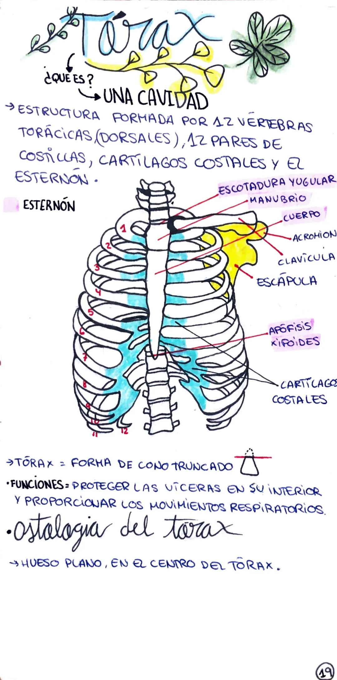 eletoras
ати
Ċ
¿QUE ES?
UNA CAVIDAD
ESTRUCTURA FORMADA POR 12 VERTEBRAS
TORÁCICAS (DORSALES), 12 PARES DE
COSTILLAS, CARTILAGOS COSTALES Y E