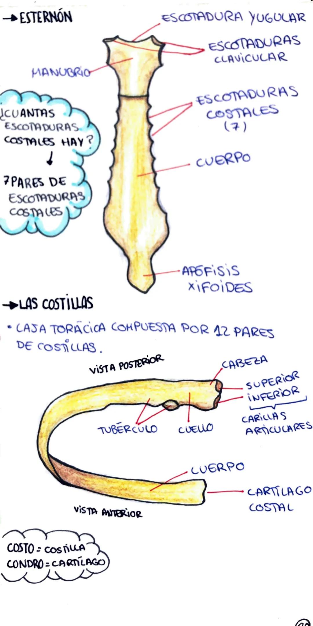eletoras
ати
Ċ
¿QUE ES?
UNA CAVIDAD
ESTRUCTURA FORMADA POR 12 VERTEBRAS
TORÁCICAS (DORSALES), 12 PARES DE
COSTILLAS, CARTILAGOS COSTALES Y E