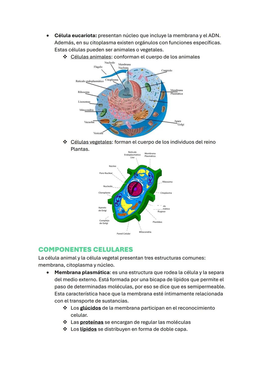 # TEMA 1:

# EL CUERPO HUMANO

## LA CÉLULA, UNIDAD DE VIDA

La célula es la unidad fundamental, estructural y genética de todos los seres
v