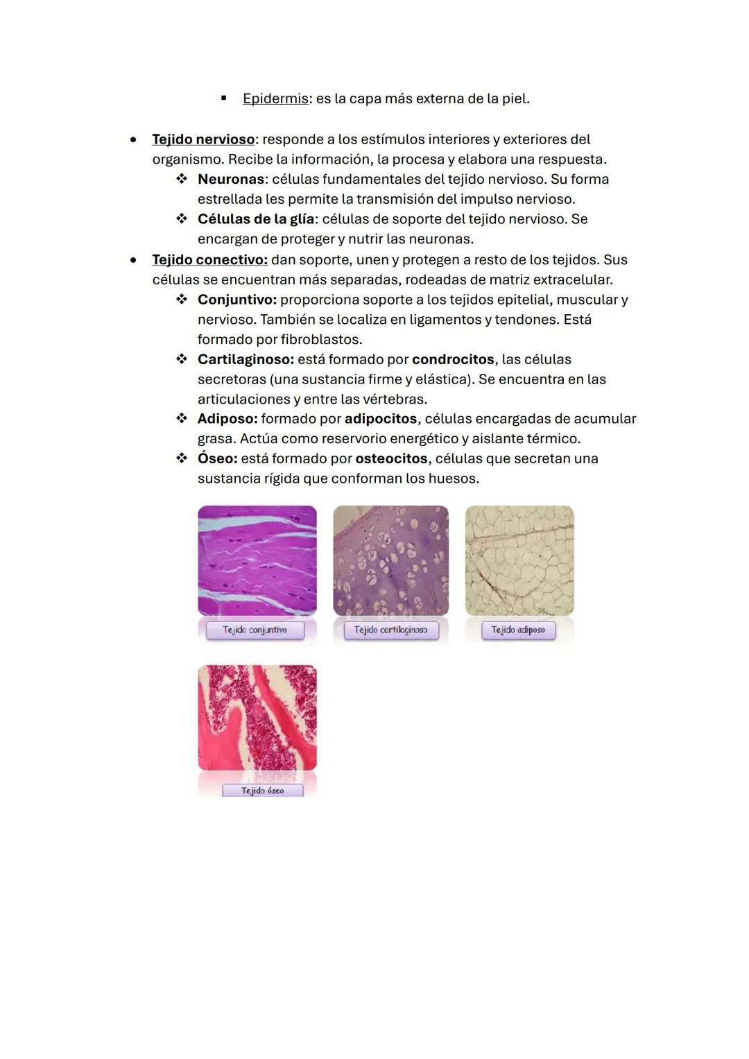 # TEMA 1:

# EL CUERPO HUMANO

## LA CÉLULA, UNIDAD DE VIDA

La célula es la unidad fundamental, estructural y genética de todos los seres
v
