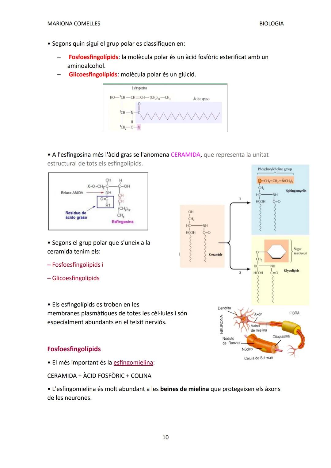 SIMPLES:
MARIONA COMELLES
BIOLOGIA
BIOLOGIA TEMA 2: LÍPIDS
Característiques i funcions:
Grup de biomolècules molt heterogeni:
• Són insolubl