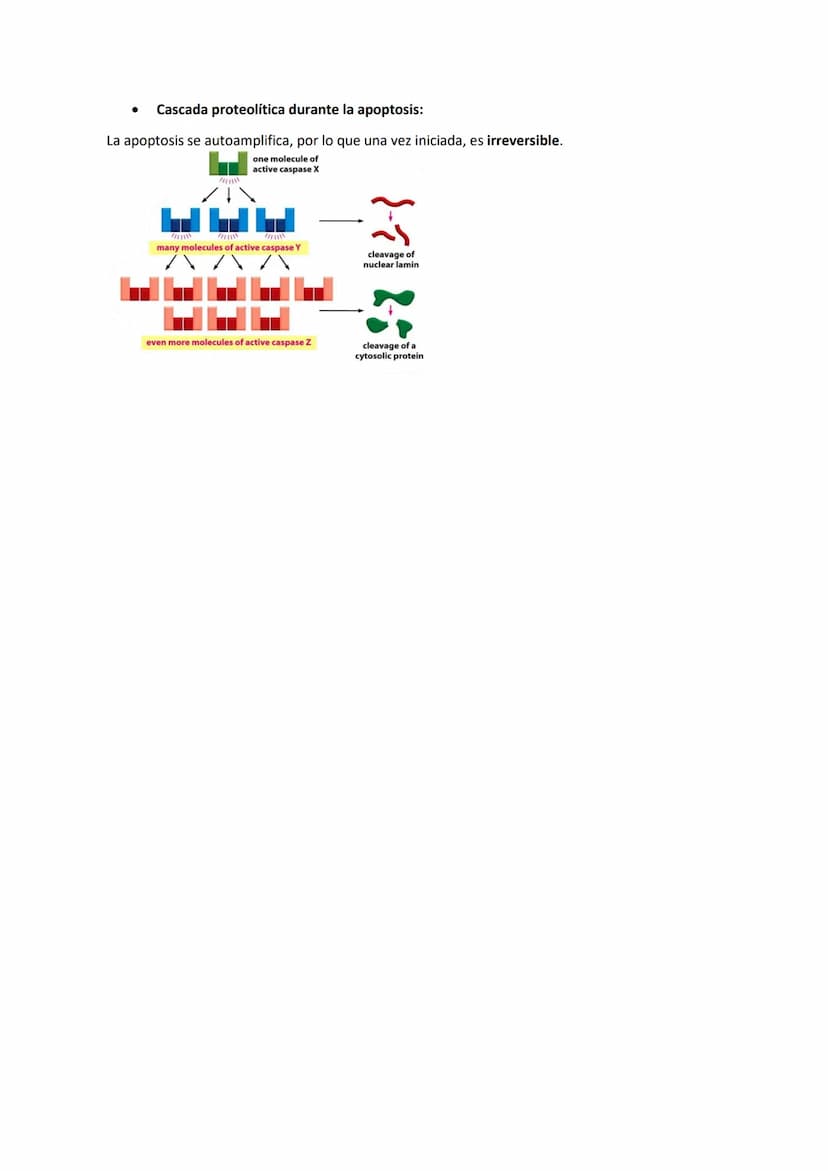 TEMA 7 - EL CICLO CELULAR: control del ciclo celular
CONTENIDOS
Generalidades del ciclo de división celular
Sistema de Control del ciclo cel