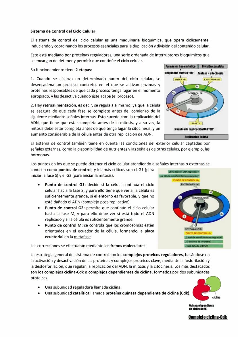 TEMA 7 - EL CICLO CELULAR: control del ciclo celular
CONTENIDOS
Generalidades del ciclo de división celular
Sistema de Control del ciclo cel