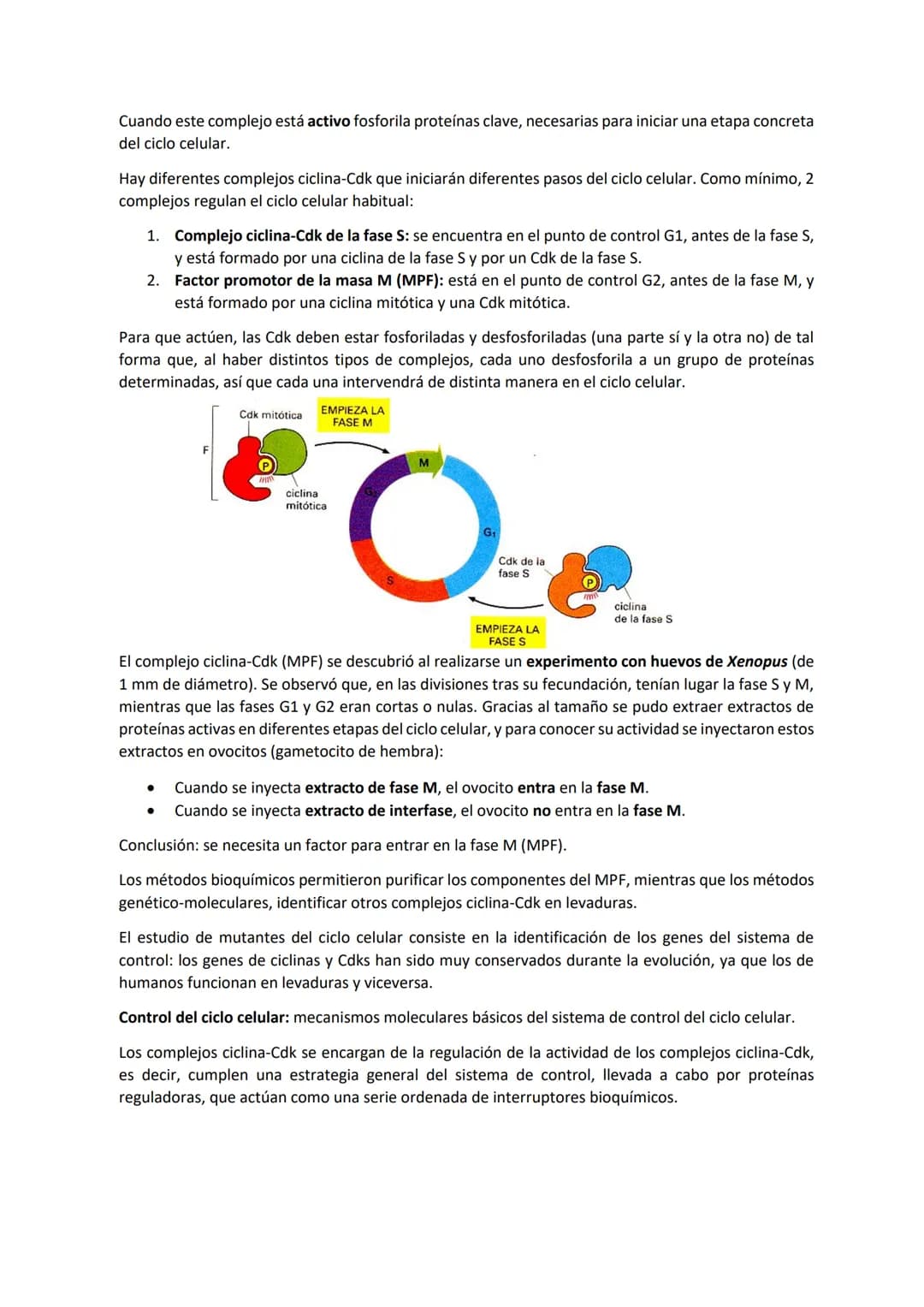 TEMA 7 - EL CICLO CELULAR: control del ciclo celular
CONTENIDOS
Generalidades del ciclo de división celular
Sistema de Control del ciclo cel