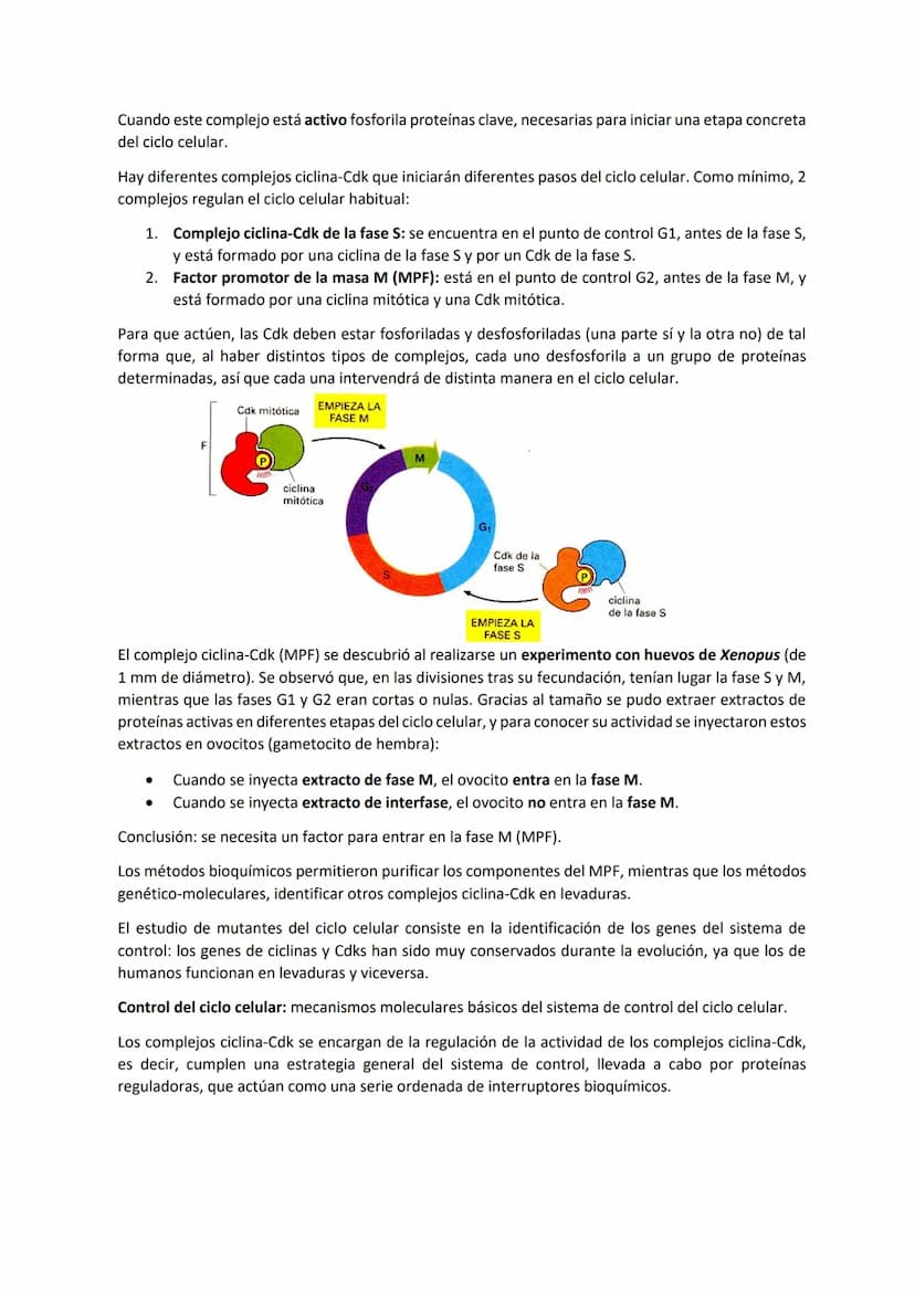 TEMA 7 - EL CICLO CELULAR: control del ciclo celular
CONTENIDOS
Generalidades del ciclo de división celular
Sistema de Control del ciclo cel