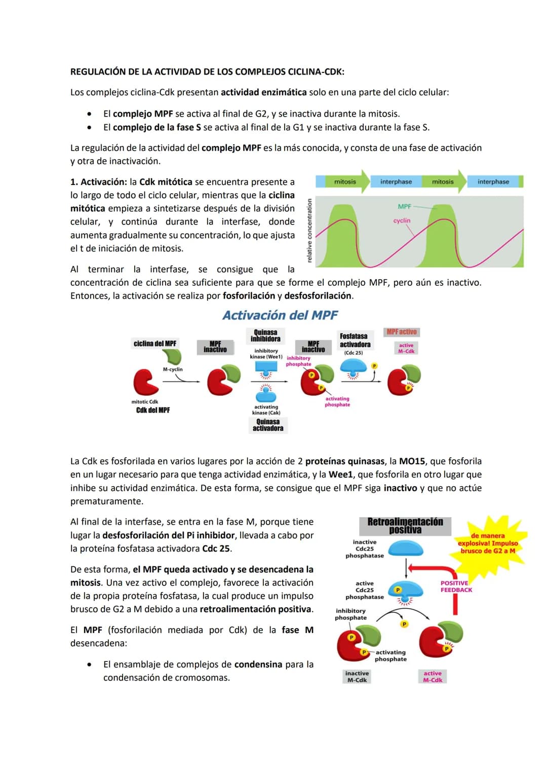TEMA 7 - EL CICLO CELULAR: control del ciclo celular
CONTENIDOS
Generalidades del ciclo de división celular
Sistema de Control del ciclo cel